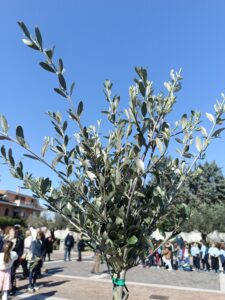 Domenica delle Palme - parrocchia Sant'Agostino a Città Sant'Angelo PE